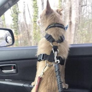 Močna prevleka za avto sedeže - pasja podloga + predali in pas