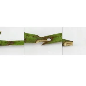 Alternativni pogled na škare za cijepljenje i orezivanje