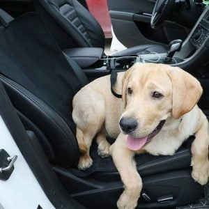 a dog lying on a seat in a car