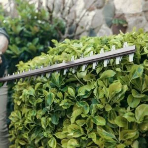 a person cutting a hedge with a hedge cutter
