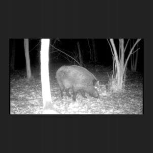 Brezžična IR prenosna gozdna lovska kamera LCD 16Mpx FULL HD